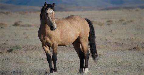 One View: Wild horses in Nevada — let’s end cycle of crisis