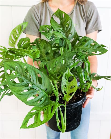 Buy Monstera adansonii, Monstera Plant, Swiss cheese Philodendron | Free Shipping over $100