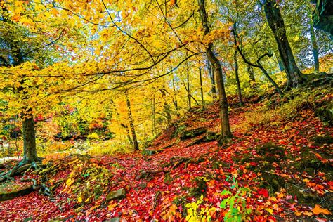 Download Colorful Fall Tree Nature Forest 8k Ultra HD Wallpaper