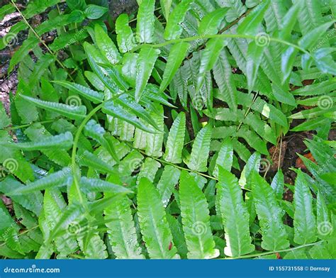 Hojas Verdes Frescas Del Helecho De Paco Fern Small Vegetable O Del Helecho Vegetal Foto de ...