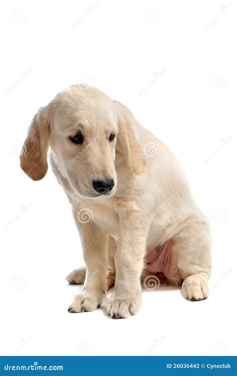 Sad puppy golden retriever stock photo. Image of cute - 26036442