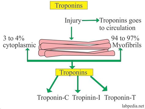 Cardiac Marker – Part 3 – Troponins, Troponin-T, Troponin-I – Labpedia.net