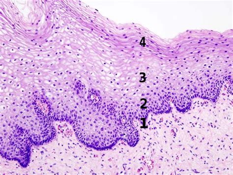 Cervix Histology Labeled