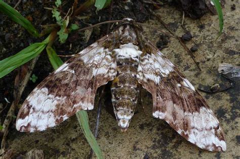 White Plagued Sphinx Moth from Trinidad - What's That Bug?