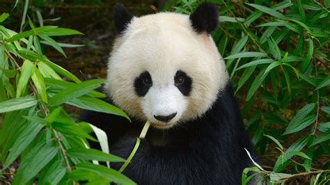 Expense of creating giant panda reserves dwarfed by the income they generate - News - Cardiff ...