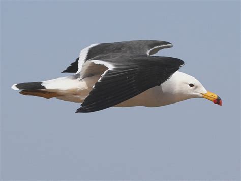 Seagull Characteristics, Habitat, Food and More