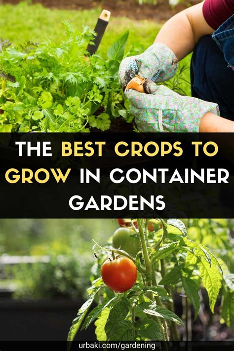 The Best Crops to Grow in Container Gardens