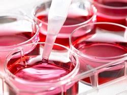 Stem Cell Culture Reagents | Biocompare.com