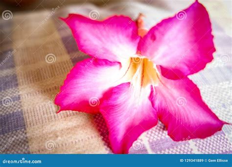 Pink Calachuchi Flower stock image. Image of closeup - 129341889