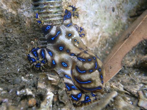 Blue Ringed Octopus Fact Sheet - C.S.W.D