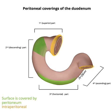 Descending Duodenum