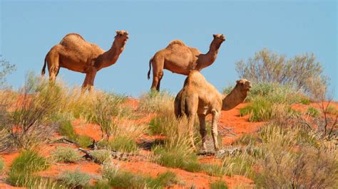 10,000 feral camels at risk of being shot as they search for water amid Australia’s severe ...