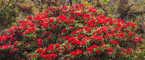 Flowers in Nepal: Varied Flora of Nepal