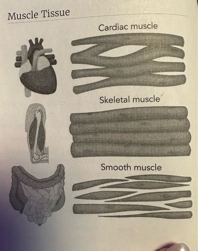 Anatomy and physiology of the muscular system Flashcards | Quizlet