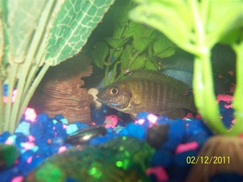 Photo #14 - Rusty Cichlid - 1 Jack Dempsey, ,1 Elongated Mbu...