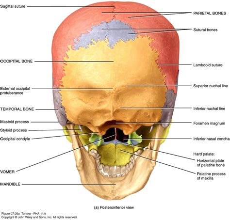 Human Bone Anatomy Labeled Human Skull Bones Skeleton - vrogue.co