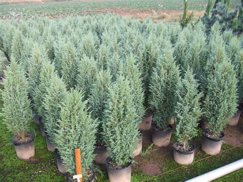 Dwarf Skyrocket Juniper Juniperus communis 'compressa' | Plants, Juniperus communis, Garden