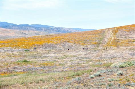 The Antelope Valley Poppy Fields in Southern California | Tonya Staab