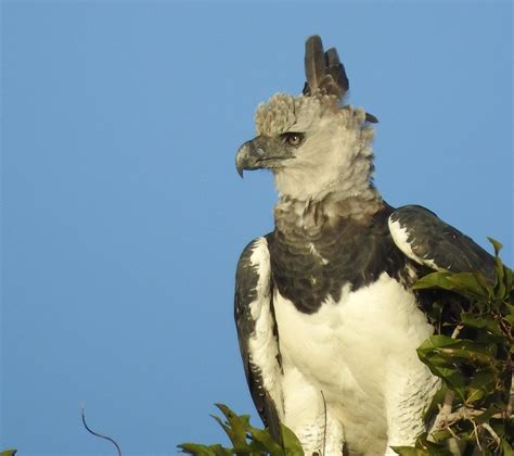 10 Fun Facts About the Harpy Eagle | Audubon