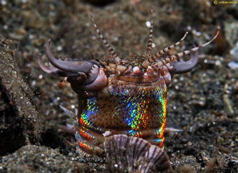 Bobbit Worm - Eunice aphroditois (Nightdive) | Eunice aphroditois, Deep sea creatures, Worms