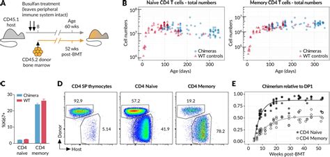 Memory CD4 T cell subsets are kinetically heterogeneous and replenished ...