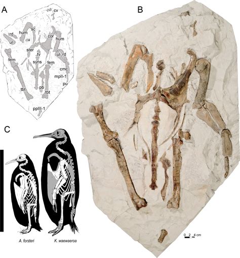 Giant penguin fossil discovered in New Zealand | Popular Science