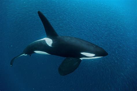 Orca Whale Photos, Posters & Facts