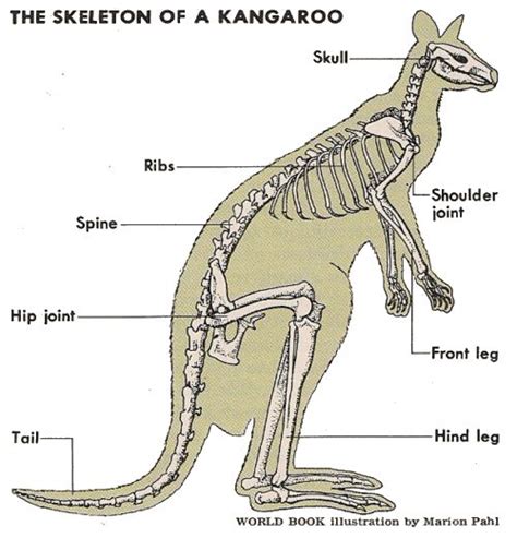 Family Macropodidae (Kangaroos, Wallabies, and Wallaroos) | Animal ...