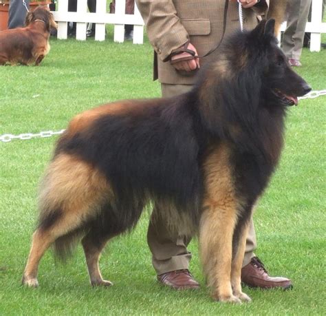 Belgian Shepherd (Tervuren) with his master photo and wallpaper. Beautiful Belgian Shepherd ...