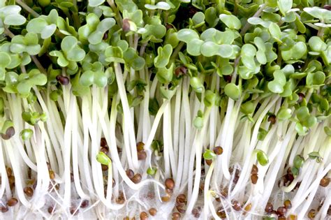 Real Food Encyclopedia - Sprouts - FoodPrint