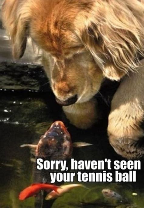 40 Funny Animal Memes - Funoramic