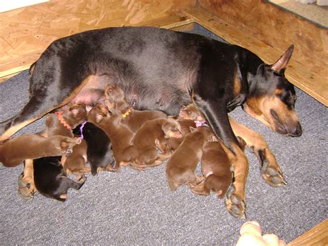 Doberman Puppies 3 days old | Pics4Learning