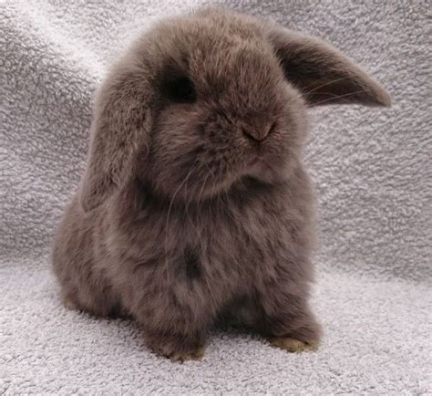 Friendly Pure Bred BRC Mini Lop Babies | Cambridge, Cambridgeshire ...