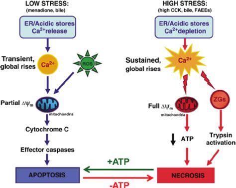 Simplified schematic diagram indicating the two major cell death... | Download Scientific Diagram