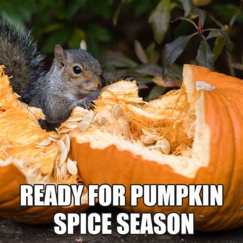 Enjoy Fall With These 12 Funny Pumpkin Spice Memes