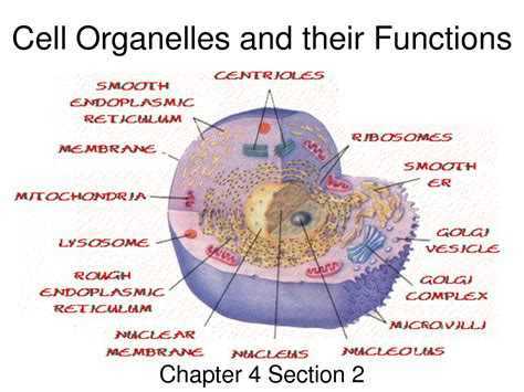 6 Best Images of Animal Cell Organelles Functions Chart - Cell Organelles and Their Functions ...
