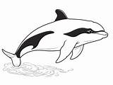 Killer Whale Coloring Activity  Page sketch template