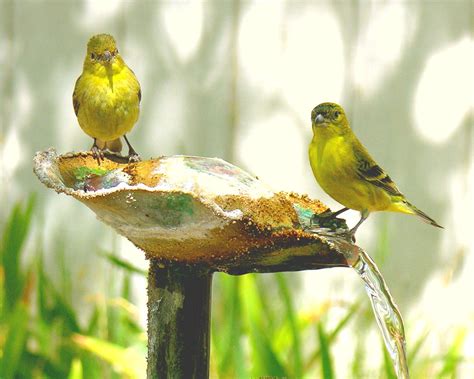 simply bonda: Colours of wild canaries