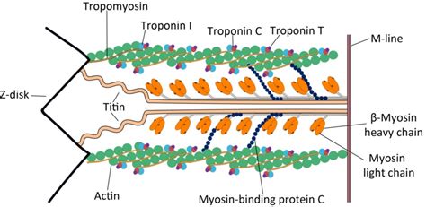 Actin Filaments – The Biology Blog