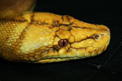 SE England Reticulated python morphs for sale - Adults and babies some reduced - Reptile Forums