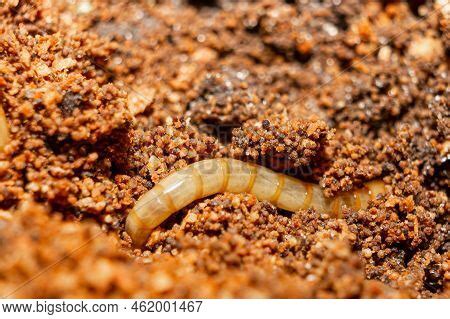 Earthworm Compost. Image & Photo (Free Trial) | Bigstock