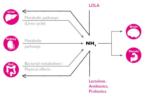 Lactulose Mechanism Of Action