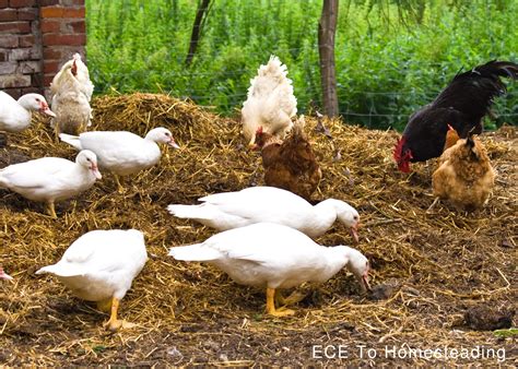 How to Care for Ducks as Pets