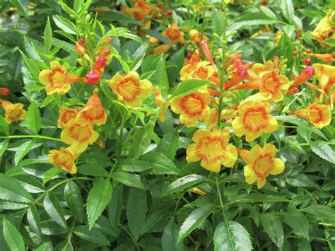 Esperanza: Heat-loving garden favorite shows new colors