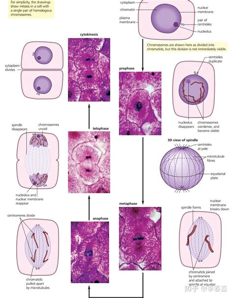 Topic 1.6 Cell Division 细胞分裂 - 知乎