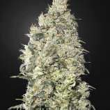 Great White Shark (United Cannabis Seeds) :: Cannabis Strain Info