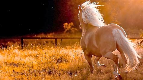 Beautiful Wallpapers For Desktop: HD Beautiful Horse wallpapers