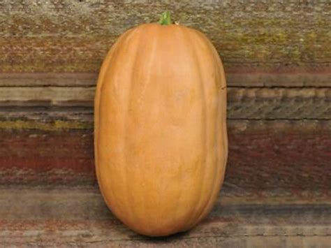 Dickinson winter squash 15 seeds organic fresh batch | Etsy