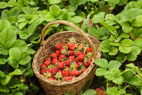 Polkadraai Strawberry Farm