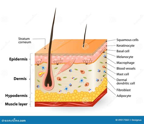 Different Cell Types Populating The Skin Stock Vector - Image: 49517560